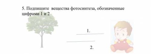 5. Подпишите вещества фотосинтеза, обозначенные цифрами 1 и 2