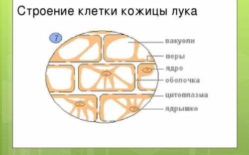 Зарисуй строение клетки кожицы лука. Назови ее основные части