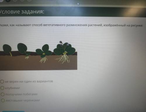 Укажи, как называют вегетативного размножения растений, изображённый на рисунке не верен ни один из 