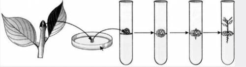 Задание 6. «Размножение культурой ткани»Рассмотрите рисунок и ответьте на вопросы:[ФОТО 1]Какой разм