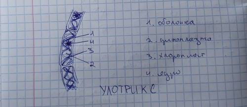 Замаоюйте клитин и улотрикса та пидпишить на малюнку безбарну клитину, клитину оболонку, ядро, хлоро