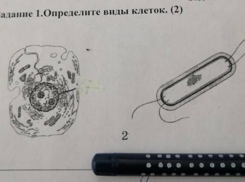 Задание 1 определите виды клеток(?)