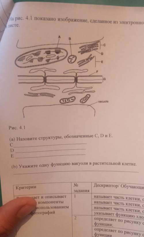 На рис 4.1 показано изображение , сделанное из электронной микрофотографии двух соседних клеток в ли