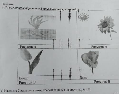 Задания 1.На рисунках изображены 2 вида деижения растений. Рисунок А Рисунок А День Вечер Рисунок В 