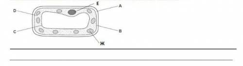 Задание 1. Дана схема растительной клетки.Пользуясь схемой, назовите структуры, обозначенные буквами