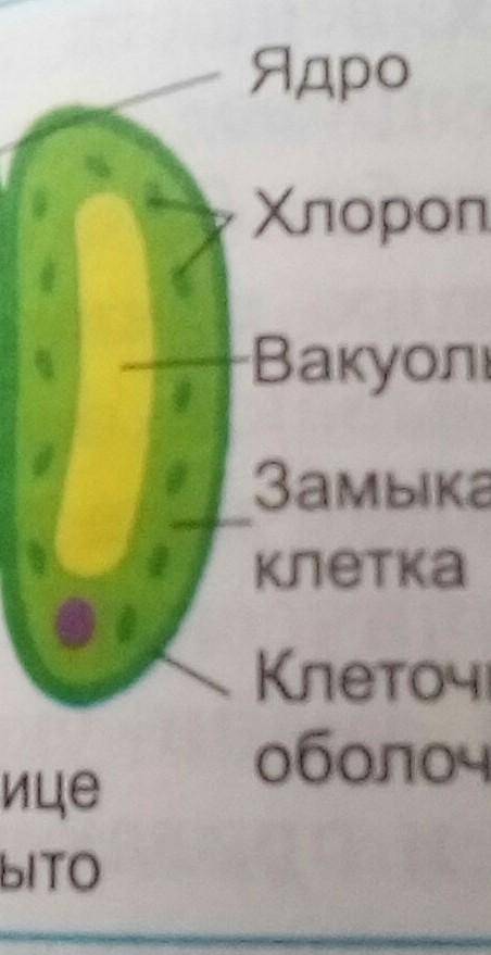 2.3. Наталья рассмотрела под микроскопом клетку и сделала рисунок (рис. 2). Что она изобразила на ри