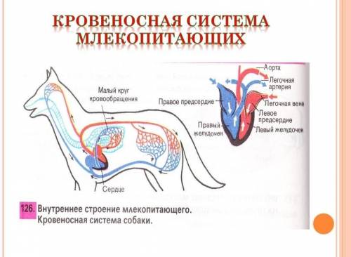 записать эволюцию жидкости передвигающейся по сосудам, по больше если можно , кр , только , заранее