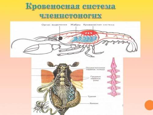 записать эволюцию жидкости передвигающейся по сосудам, по больше если можно , кр , только , заранее