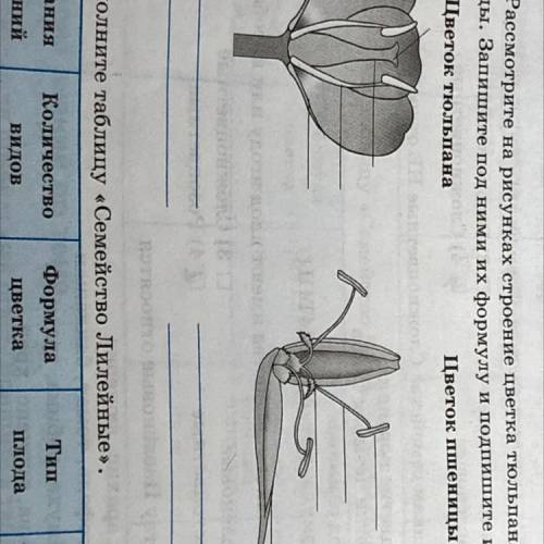 1. Рассмотрите на рисунках строение цветка тюльпана и пшени- цы. Запишите под ними их формулу и подп
