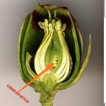 Где расположены семязачатки? каковы из функции?жду быстрый ответ))
