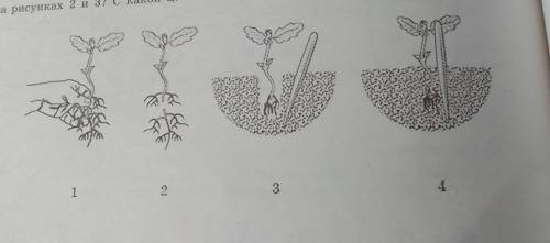гру Рассмотрите рисунки 1-4, на которых изображены некоторые этапы пересадки молодого растения. Как 