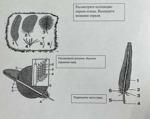 про виды перьев и его строение