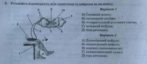 Установіть відповідність між поняттями та цифрами на малюнку