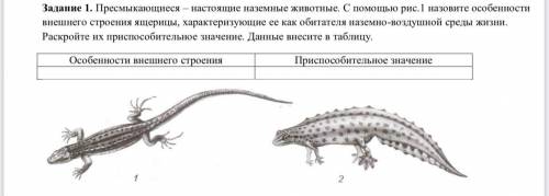 Пресмыкающиеся – настоящие наземные животные. С рис.1 назовите особенности внешнего строения ящерицы