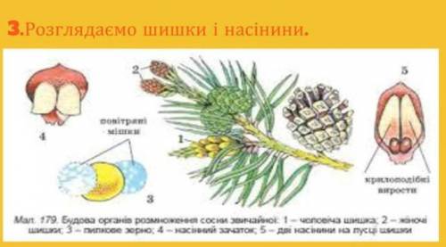 Будова пагонів і шишок хвойних рослин.